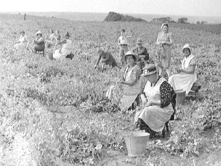 Pea Picking 1940.1786