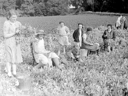 Pea Picking 1940.1787