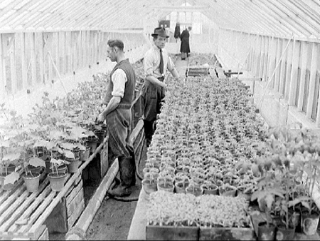 Tomatoes 1949.3726
