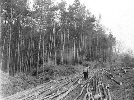 Tree Felling 1943.2304