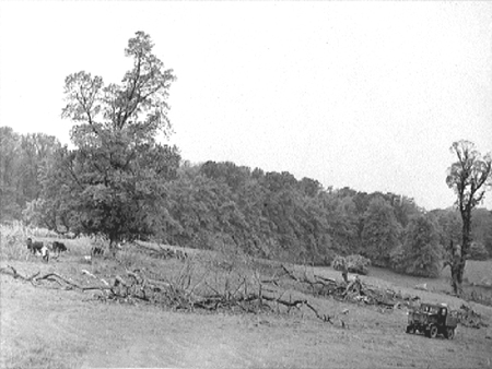 Tree Felling 1945.2567