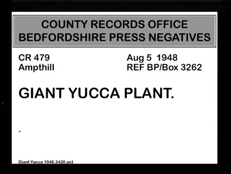 Giant Yucca 1948.3420