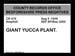 Giant Yucca 1948.3420