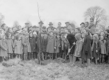 1951 Tree Planting 01