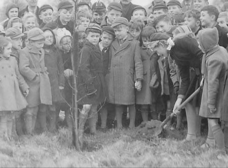 1951 Tree Planting 02