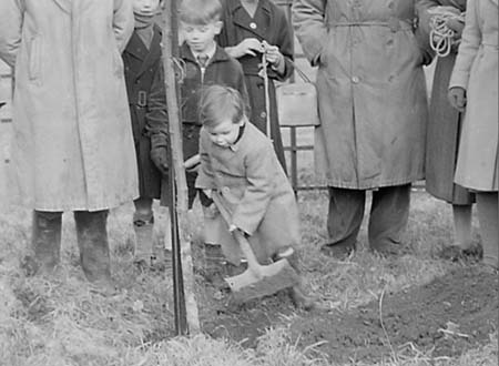 1951 Tree Planting 08