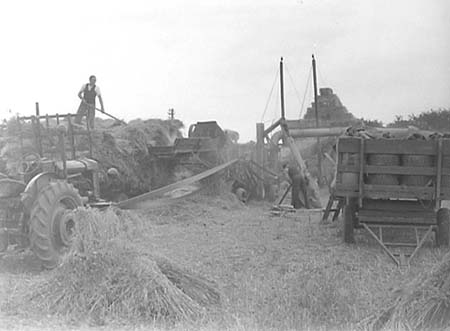 1952 Harvesting 06