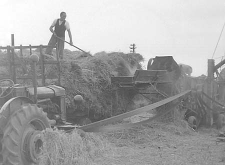 1952 Harvesting 07