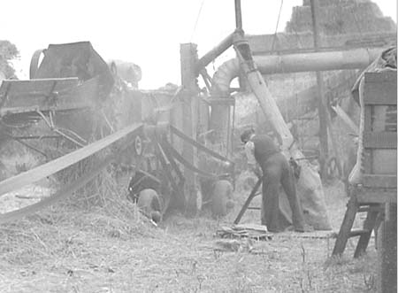 1952 Harvesting 09