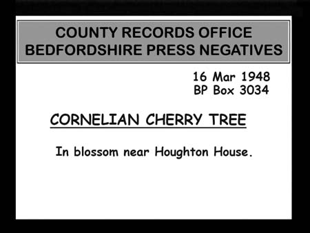 Cherry Tree 1948 01