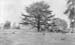 1900s The Green 01