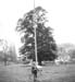 1900s The Green 02