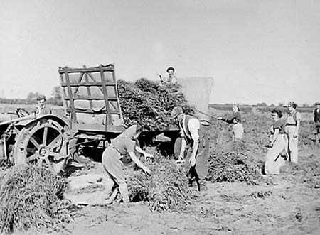 Ampthill Harvest 01 1944