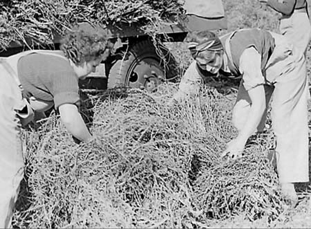 Ampthill Harvest 05 1944