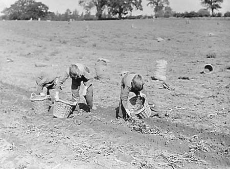 Flitwick Harvest 03 1944