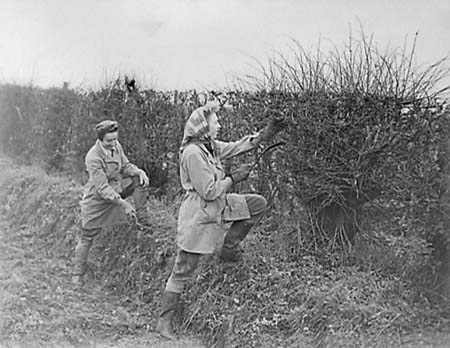 Hedging 01 1945