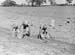 Flitwick Harvest 03 1944