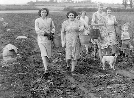 1949 Potato Harvest 10