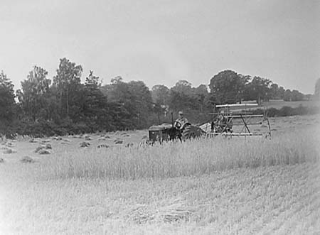1947 Harvesting 01