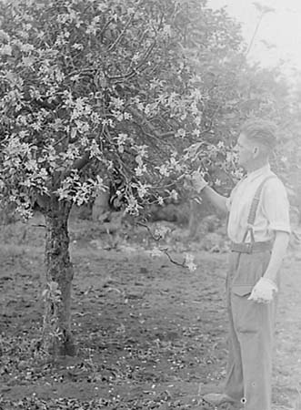 1947 Late Blossom 01