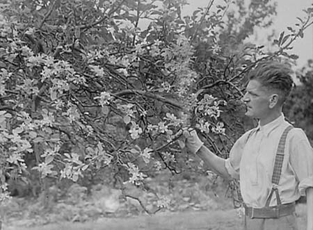 1947 Late Blossom 02