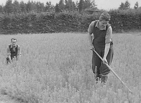 1948 Forest Nursery 02