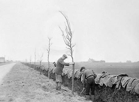 1949 Tree Planting 01