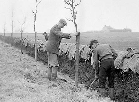 1949 Tree Planting 02