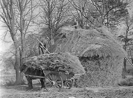 1941 Farming 01
