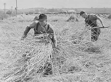 1946 Harvesting 02