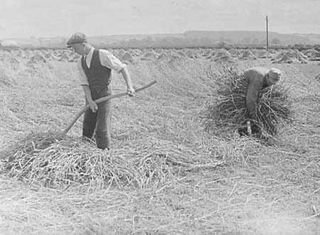 1946 Harvesting 07