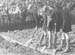 1943 Boy Gardeners 11