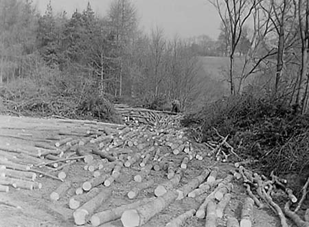 1944 Forestry 04