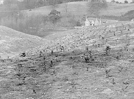 1949 Tree Planting 02