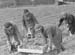 1941 Farming 02
