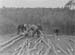 1944 Forestry 05