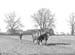 1951 Harrowing 03