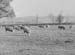 1952 Farm Scenes 02