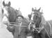 1948 Ploughing Match 09
