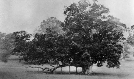  Old Oaks 01 c1905