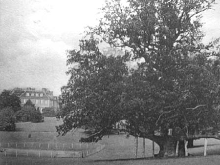  Old Oaks 03 c1900