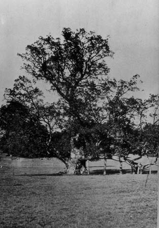  Old Oaks 04 c1900