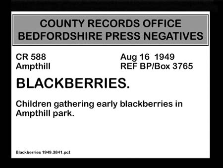 Blackberries 1949.3841