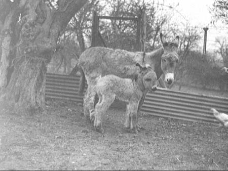 Young Donkey 1945.2706