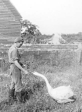 1950 Hulcote Farm 04