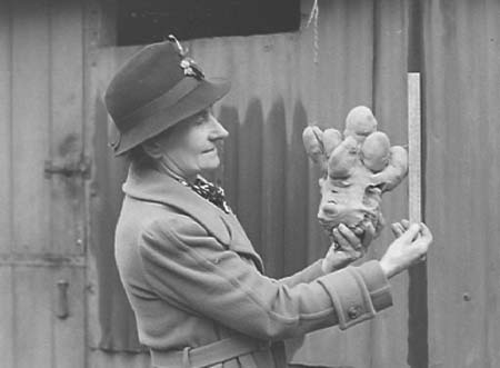 1940 Huge Carrot