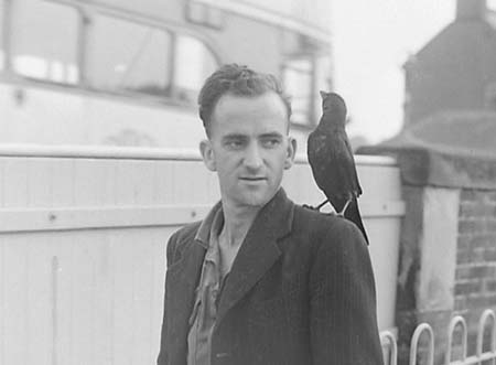 1950 Pet Jackdaw 03