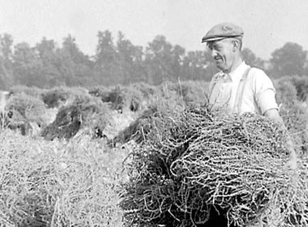 1949 Beet Seed 02