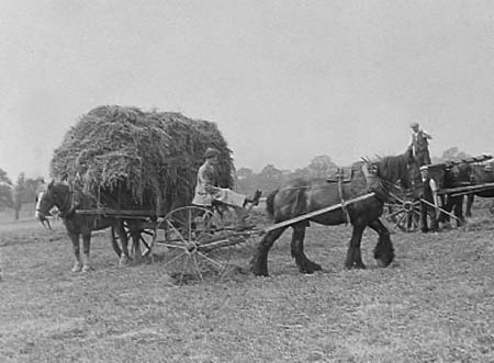 1942 Clover Harvest 04