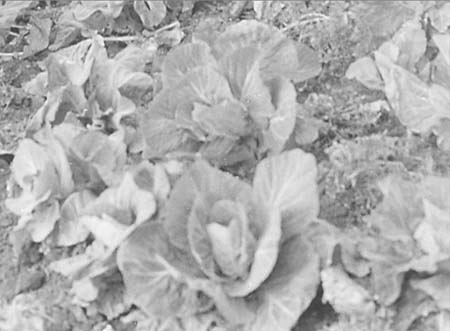 1952 Farming Scenes 06